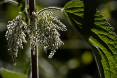 Urtica dioica