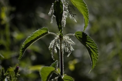 Urtica dioica