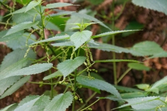 Urtica morifolia