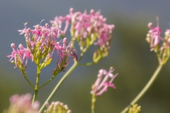 Centranthus angustifolius