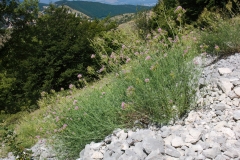Centranthus angustifolius