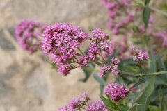 Centranthus ruber