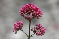 Centranthus ruber