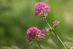 Centranthus ruber