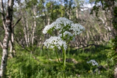 Valeriana excelsa
