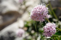 Valeriana montana
