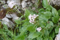 Valeriana montana