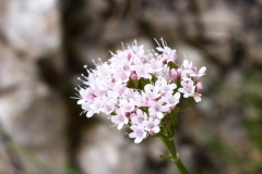 Valeriana montana