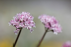 Valeriana tuberosa