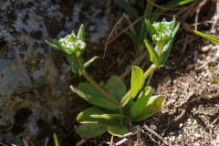 Valerianella sp