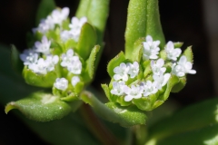 Valerianella sp