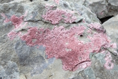Bagliettoa marmorea