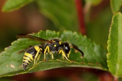 Ancistrocerus gazella