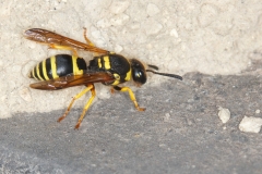 Ancistrocerus sp