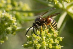 Dolichovespula norwegica