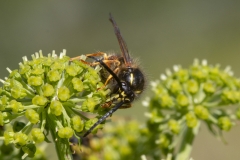 Dolichovespula norwegica