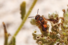 Leptochilus fortunatus