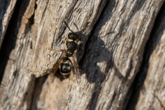 Leptochilus regulus