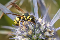 Parodontodynerus ephippium