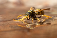 Polistes dominula