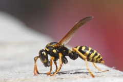 Polistes dominula