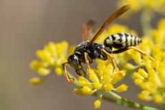 Polistes dominula