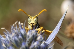 Polistes dominula