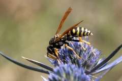 Polistes dominula