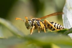 Polistes dominula
