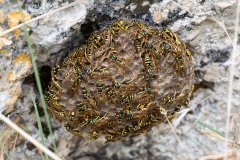 Polistes gallicus