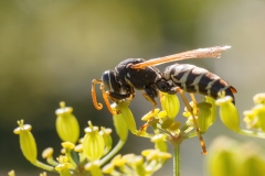 Polistes gallicus