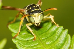 Polistes gallicus