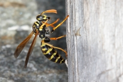 Polistes gallicus