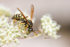 Polistes nimpha