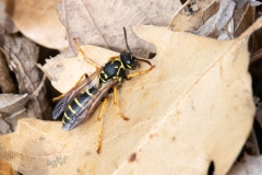 Polistes nimpha