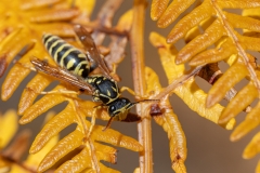 Polistes nimpha