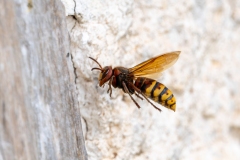 Vespa crabro