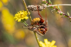Vespa crabro