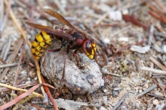 Vespa crabro