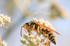 Vespula germanica