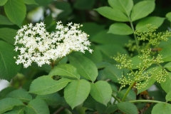 Sambucus nigra