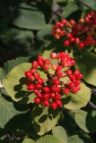 Viburnum lantana