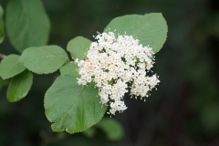Viburnum lantana