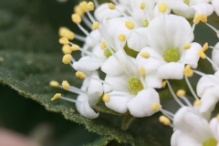 Viburnum lantana
