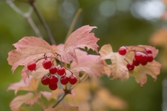 Viburnum opulus