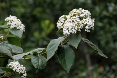 Viburnum rugosum