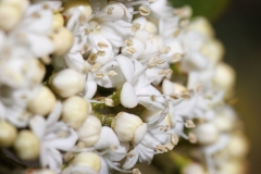 Viburnum rugosum