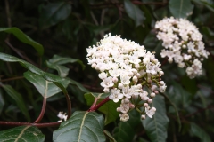 Viburnum tinus