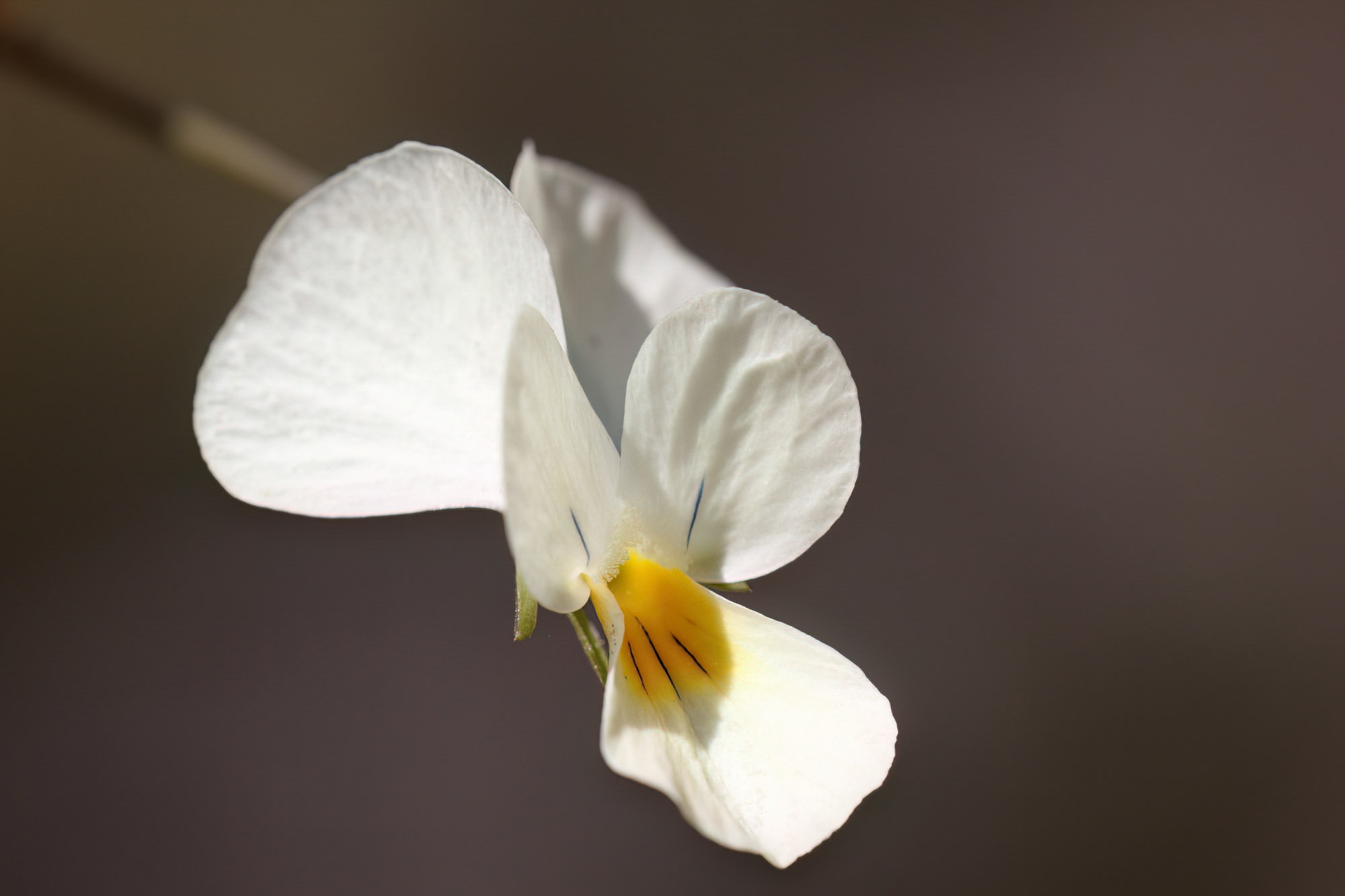 Viola eugeniae levieri
