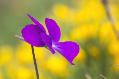 Viola corsica ilvensis